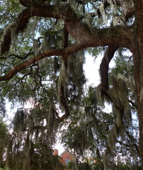 Tillandsia usneoides
