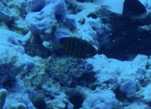 Centropyge loriculus observed 2026-09-28