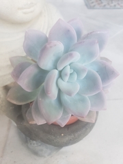 Pachyphytum