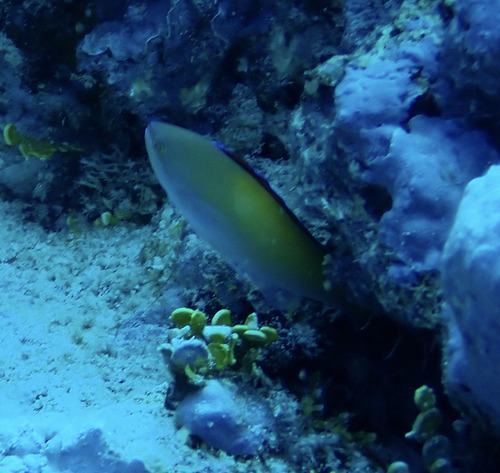 Pseudanthias dispar observed 2026-09-28