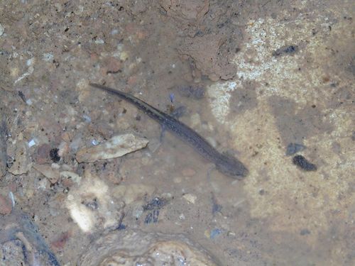 Western Grotto Salamander