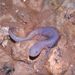 Western Grotto Salamander - Photo (c) Kory Roberts, some rights reserved (CC BY-NC), uploaded by Kory Roberts