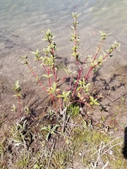 Cornus sericea