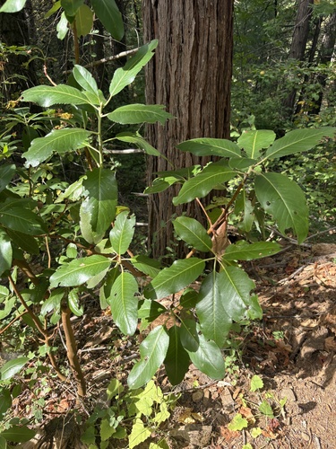 Pacific madrone