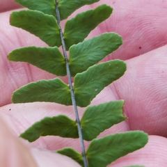 Asplenium resiliens image