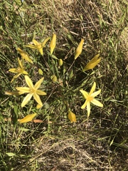 Triteleia ixioides ixioides