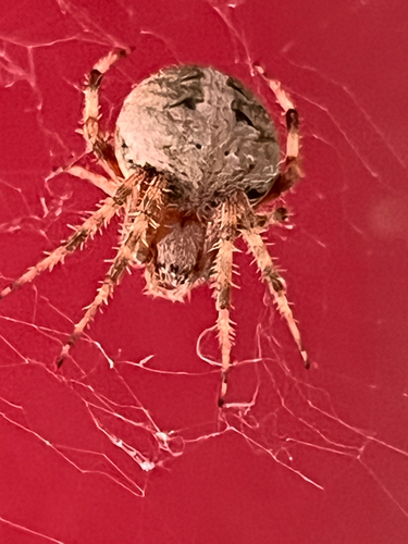 Spotted Orbweaver