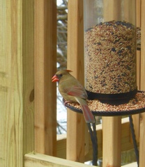 Cardinalis cardinalis