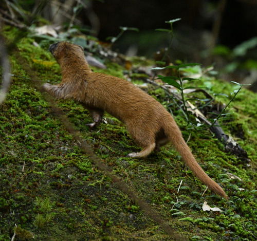 Siberian Weasel