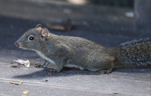 Perny's Long-nosed Squirrel