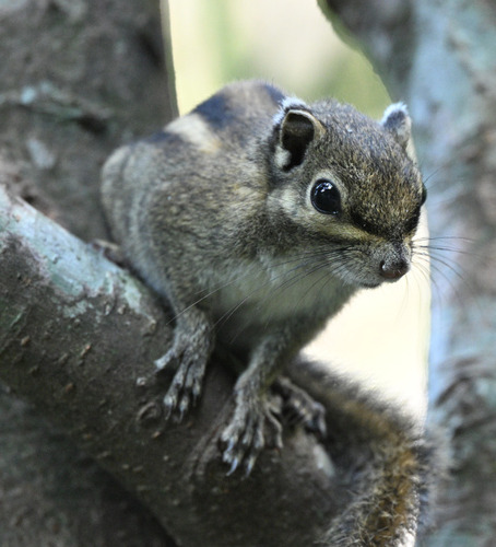 Maritime Striped Squirrel
