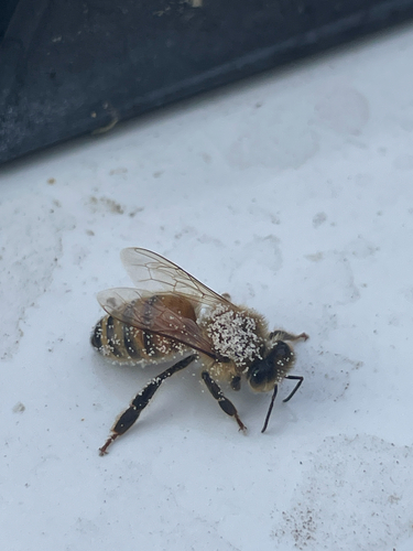 Western Honey Bee