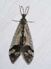 Glenoleon pulchellus