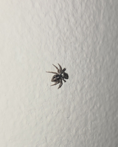 Twin-flagged Jumping Spider