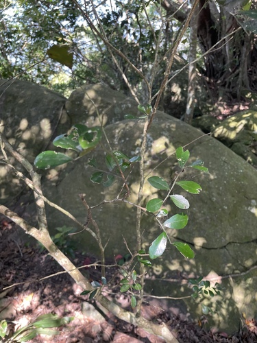 Scolopia oldhamii observed 2026-09-26