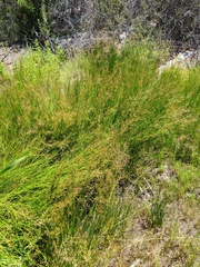 Juncus dubius