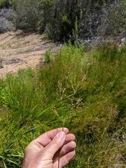 Juncus dubius