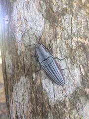 Chalcolepidius erythroloma