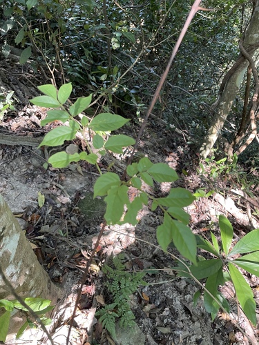 Nekemias cantoniensis, 2026-09-26