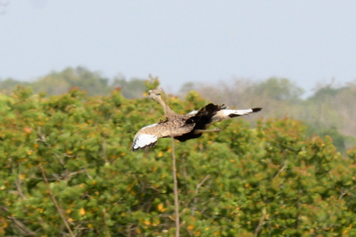 iNaturalist image