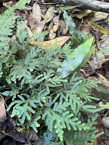 Selaginella delicatula observed 2026-09-26