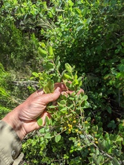 Rhamnus pilosa