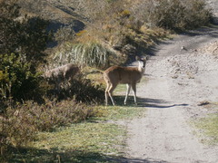 Odocoileus virginianus peruvianus