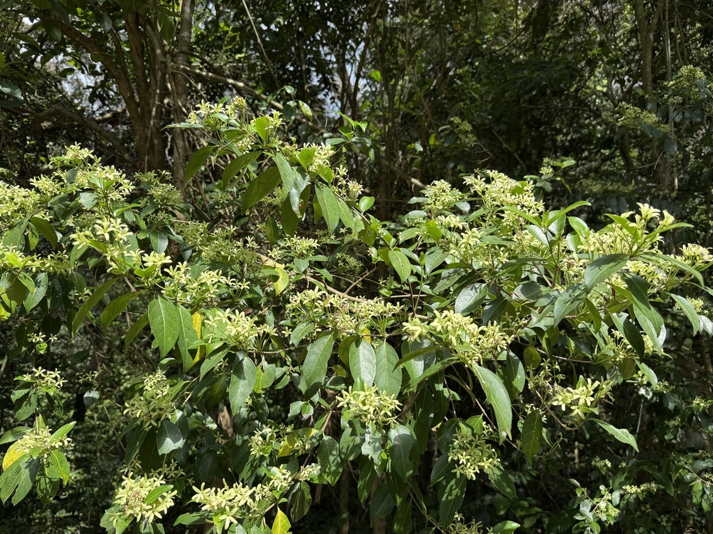 Vangueria pallidiflora