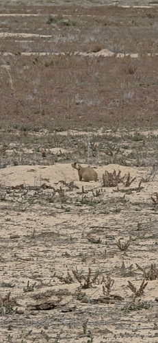 White-tailed Prairie Dog observed by braydophyte