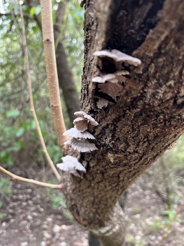 splitgill mushroom