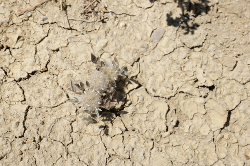 Dalea wrightii