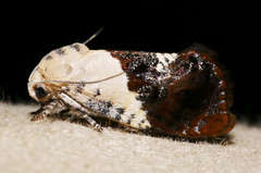 Hypertropha chlaenota