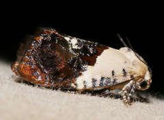 Hypertropha chlaenota