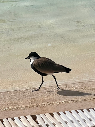 Spur-winged Lapwing