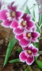 Miltoniopsis