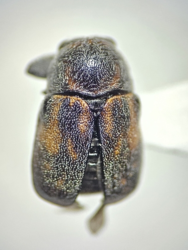 Pachybrachis morosus