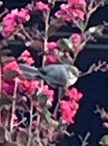 Bushtit seen in Sonoma Valley