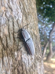 Chalcolepidius erythroloma