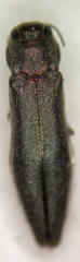 Agrilus politus