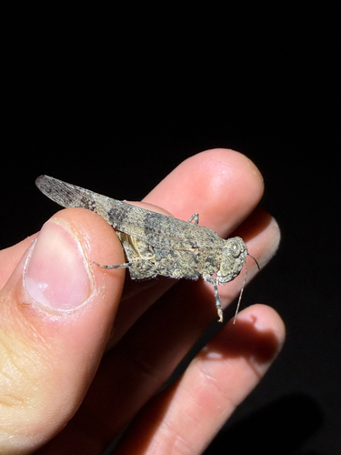 Pallid-winged Grasshopper