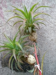 Ananas comosus microstachys