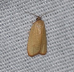 Sparganothis demissana