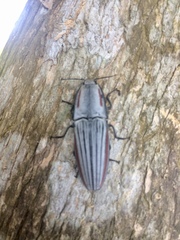 Chalcolepidius erythroloma