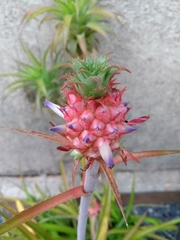 Ananas comosus microstachys