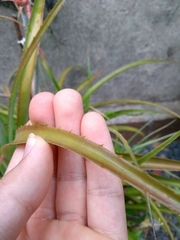 Ananas comosus microstachys