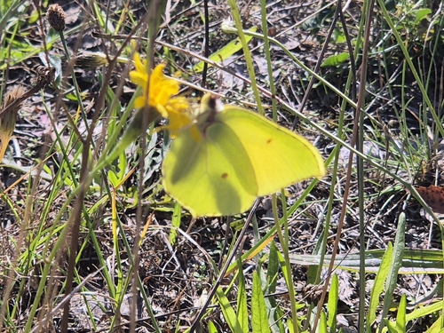 Common Brimstone