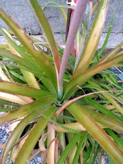 Ananas comosus microstachys