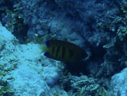 Centropyge loriculus observed 2026-09-28