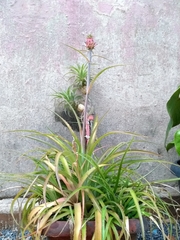 Ananas comosus microstachys