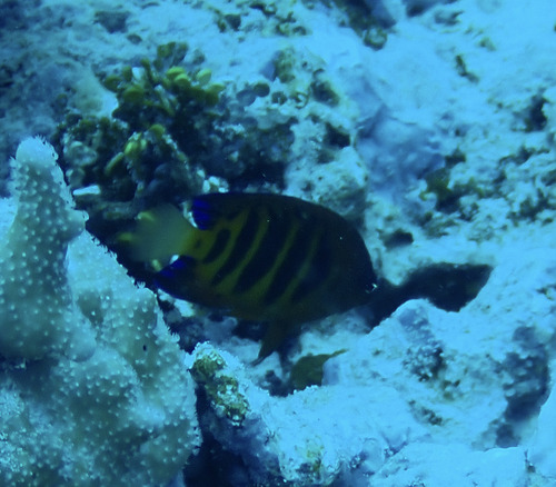 Centropyge loriculus observed 2026-09-28